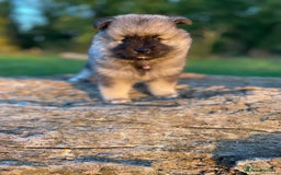 Keeshond dogs for sale: One female available  - Image 10