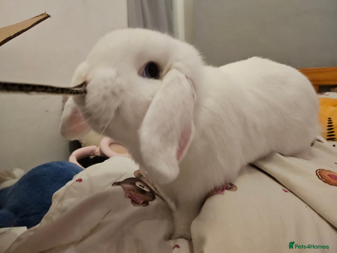 Mini Lop rabbits for sale: Neutered minilop male  - Advert 3