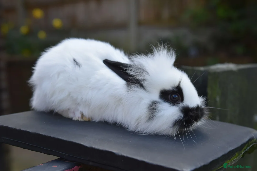 Lionhead rabbits for sale: Lionhead x English Male Looking For New Home - Advert 2