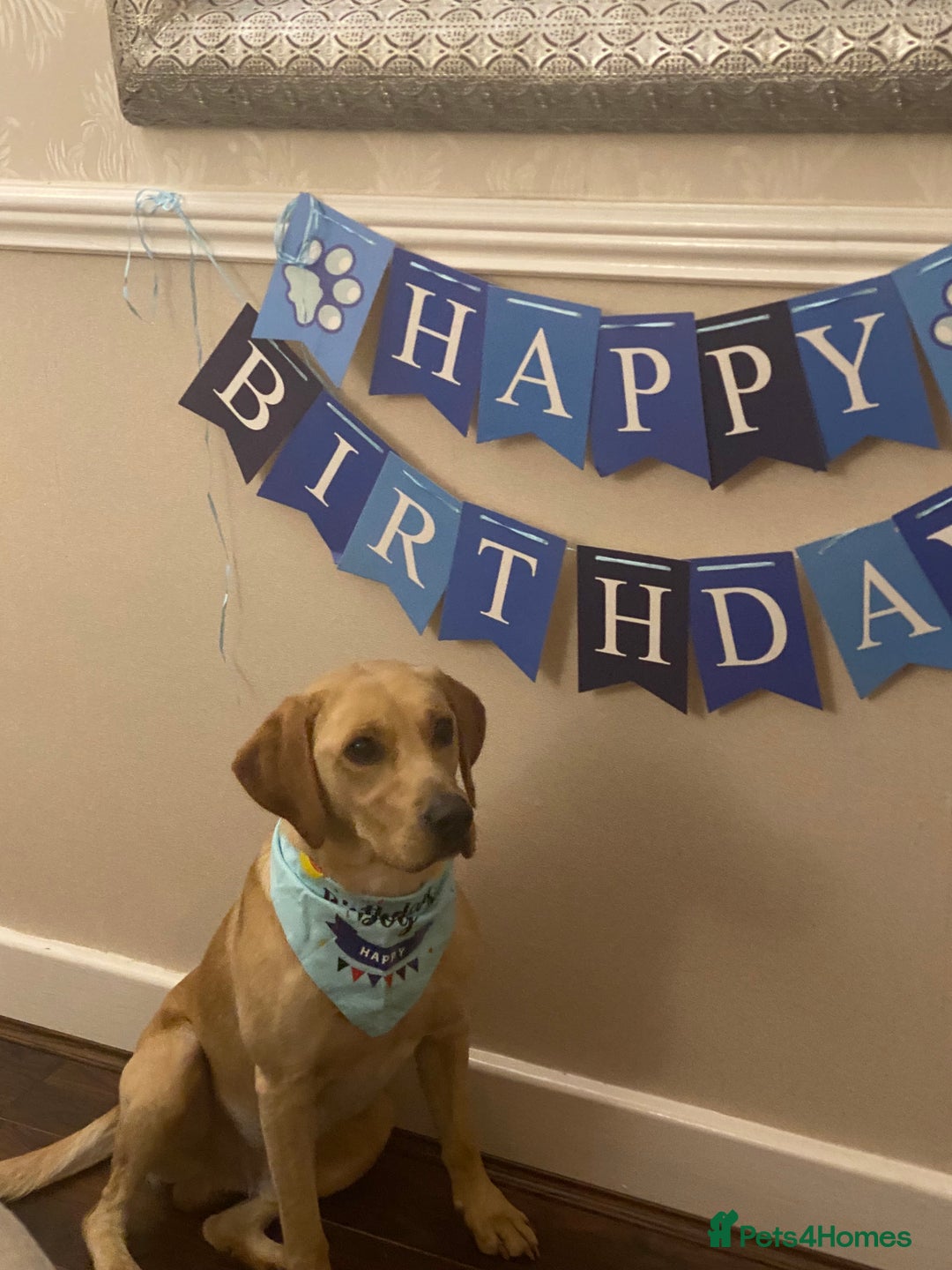 Labrador Retriever dogs for stud: Nacho - 1st time stud  - Image 2