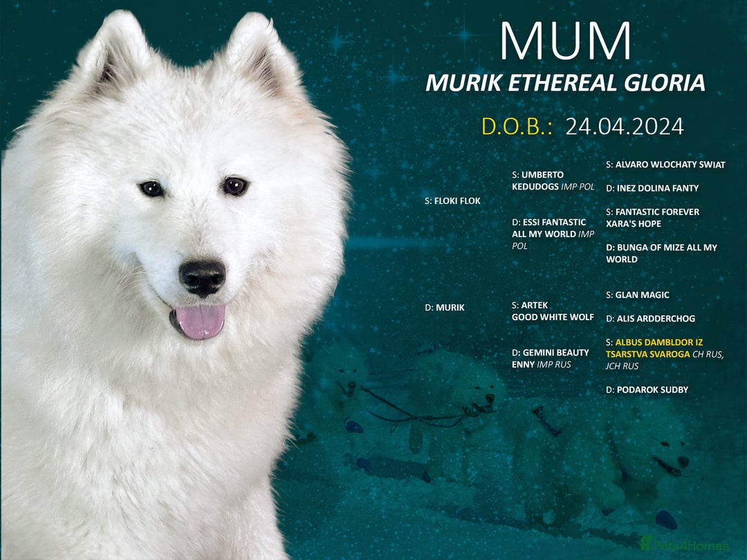 Samoyed dogs for sale: Puppies from three times champion father - Advert 5