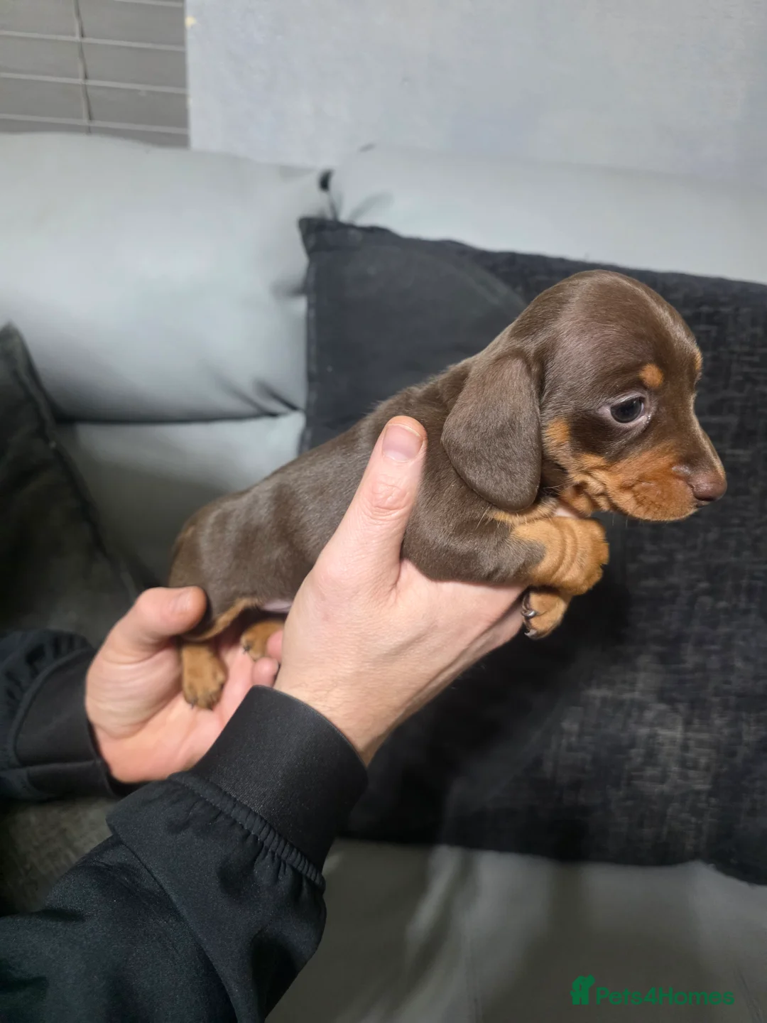 Miniature Dachshund dogs for sale: Miniture Daschunds (Kaninchens) - Advert 4