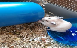 Hamster rodents for sale: Baby syrian hamsters long and short hair £12 each in Manchester - Image 11
