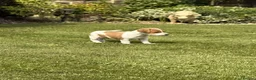 Jack Russell dogs for sale: Traditional Jack Russell Puppies  - Advert 3