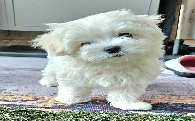 Maltese dogs - Advert 8