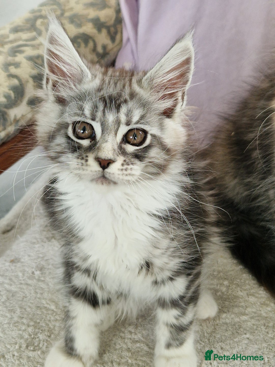 Maine Coon cats for sale: Beautiful maine coon kittens  - Image 5