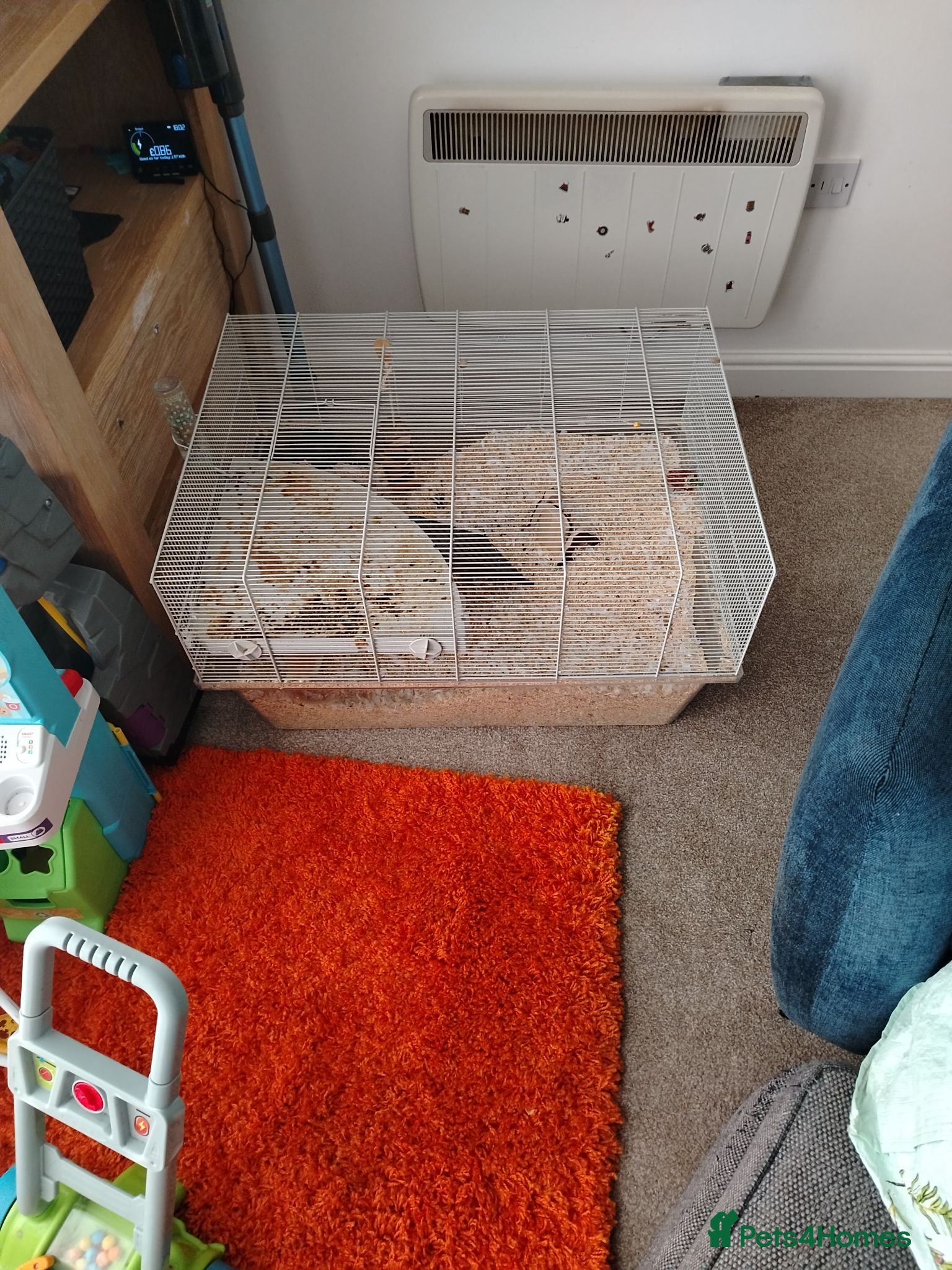 Gerbil rodents Gerbil and tank - Advert 11