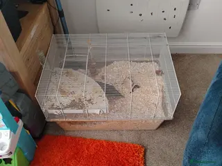 Gerbil rodents Gerbil and tank - Advert 10