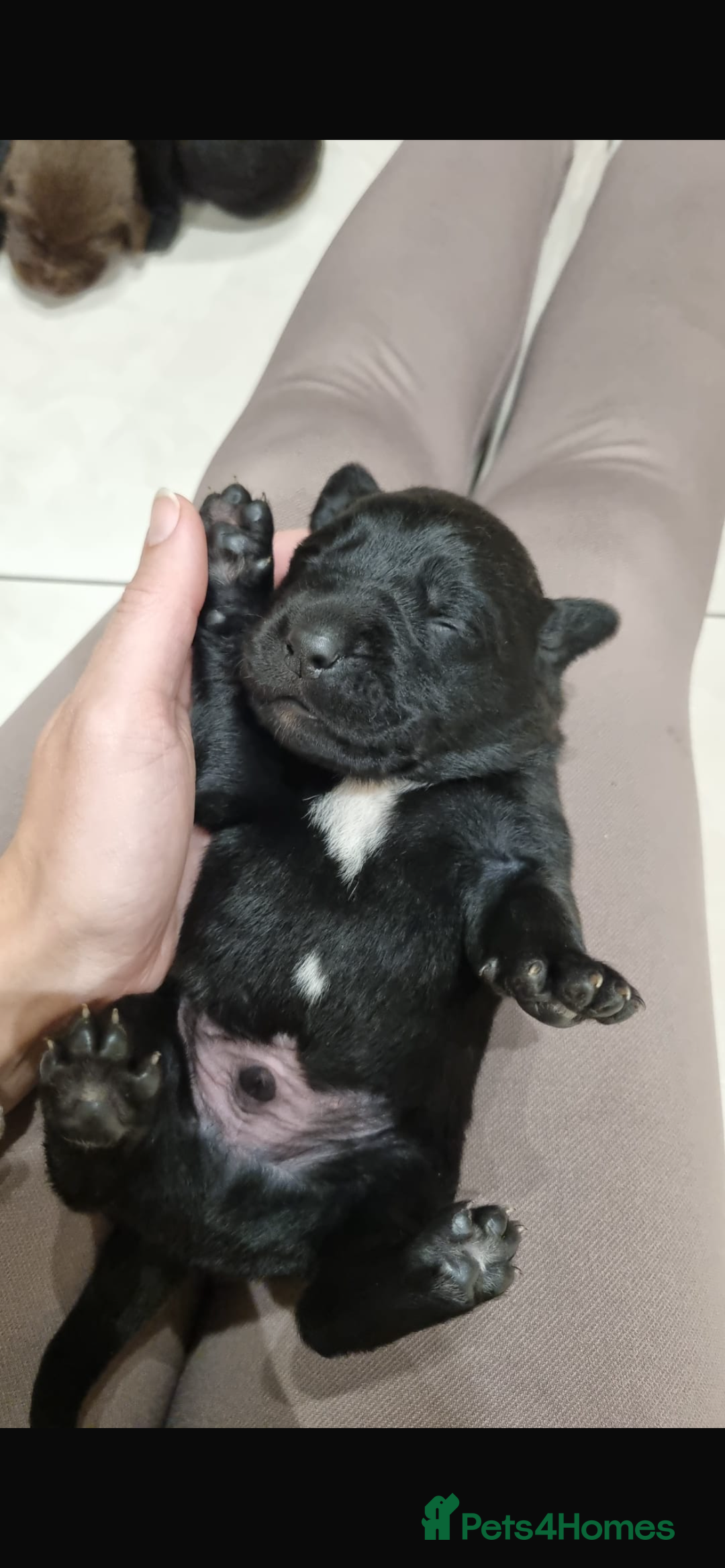 Borador dogs for sale: Beautiful Lab Collie Cross - Image 4