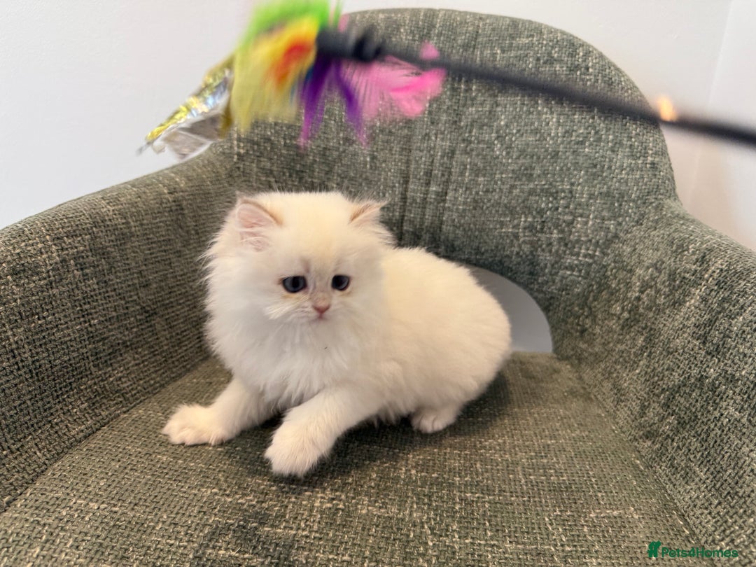 British Longhair cats for sale: Colour point British longhair boy - Advert 4