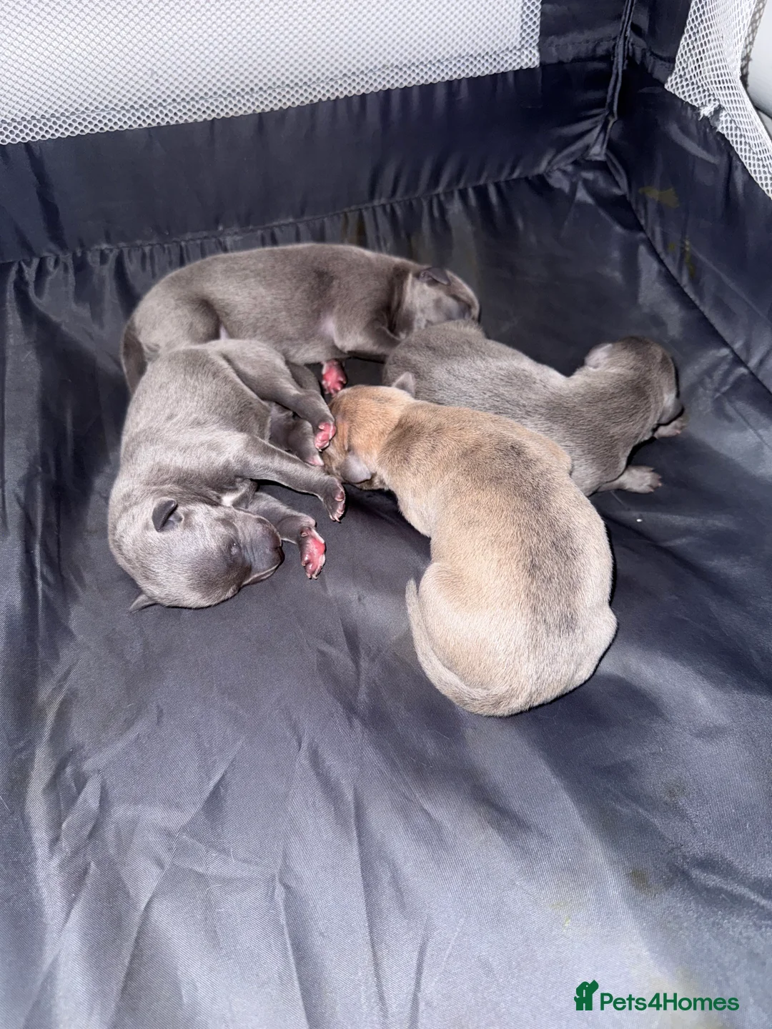 Whippet dogs for sale: Beautiful KC registered whippet pups - Advert 11