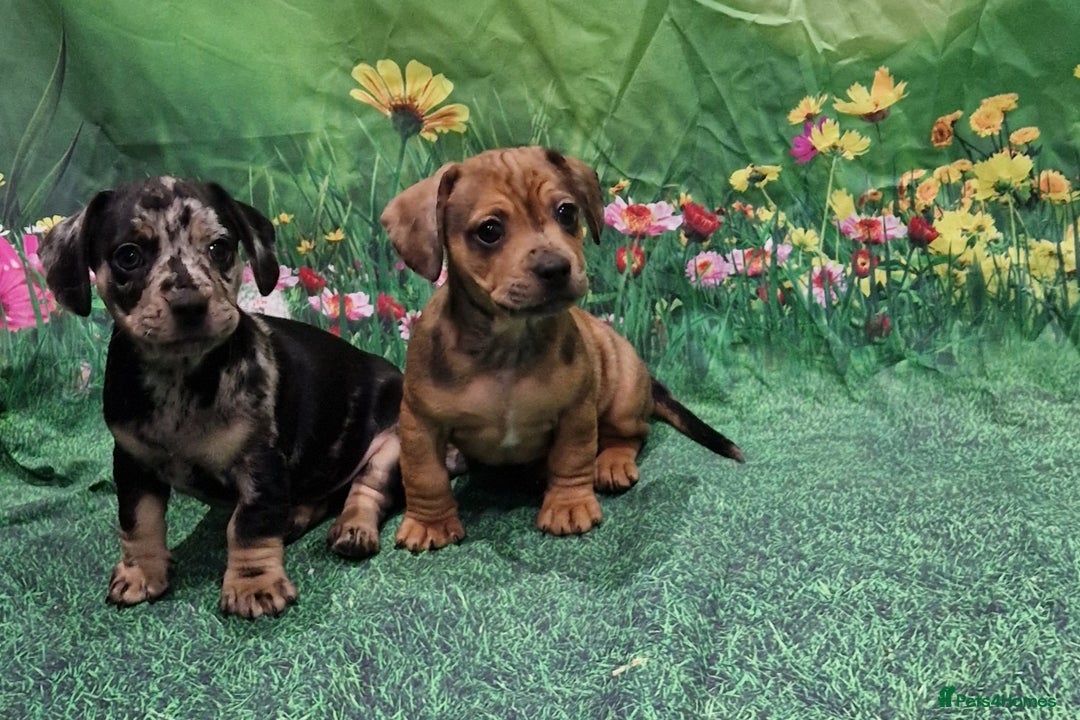 Mixed Breed dogs for sale: Dapple Dachshund mixed breed pups  - Image 6