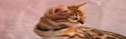 Bengal cats for sale: 🔥Beautiful Bengal girl available🔥 - Advert 5