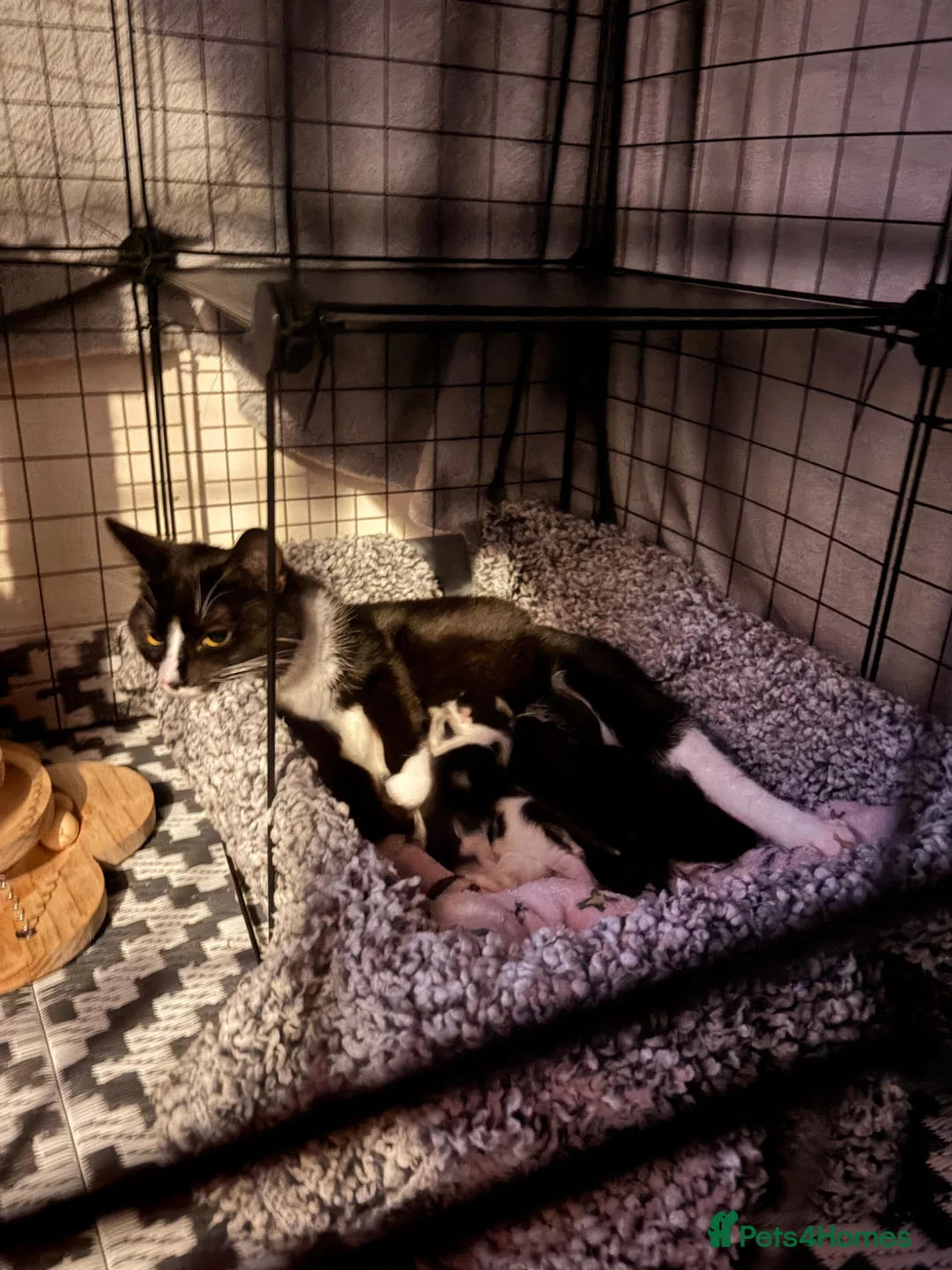 Mixed Breed cats for sale: Beautiful & Healthy kittens  - Advert 4