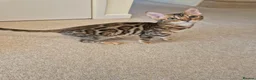 Bengal cats for sale: Stunning Pedigree Bengal Kittens - Advert 15