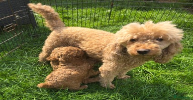 Toy Poodle dogs - Advert 5