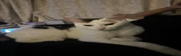 British Longhair cats for sale: Millie in Worcester - Advert 1