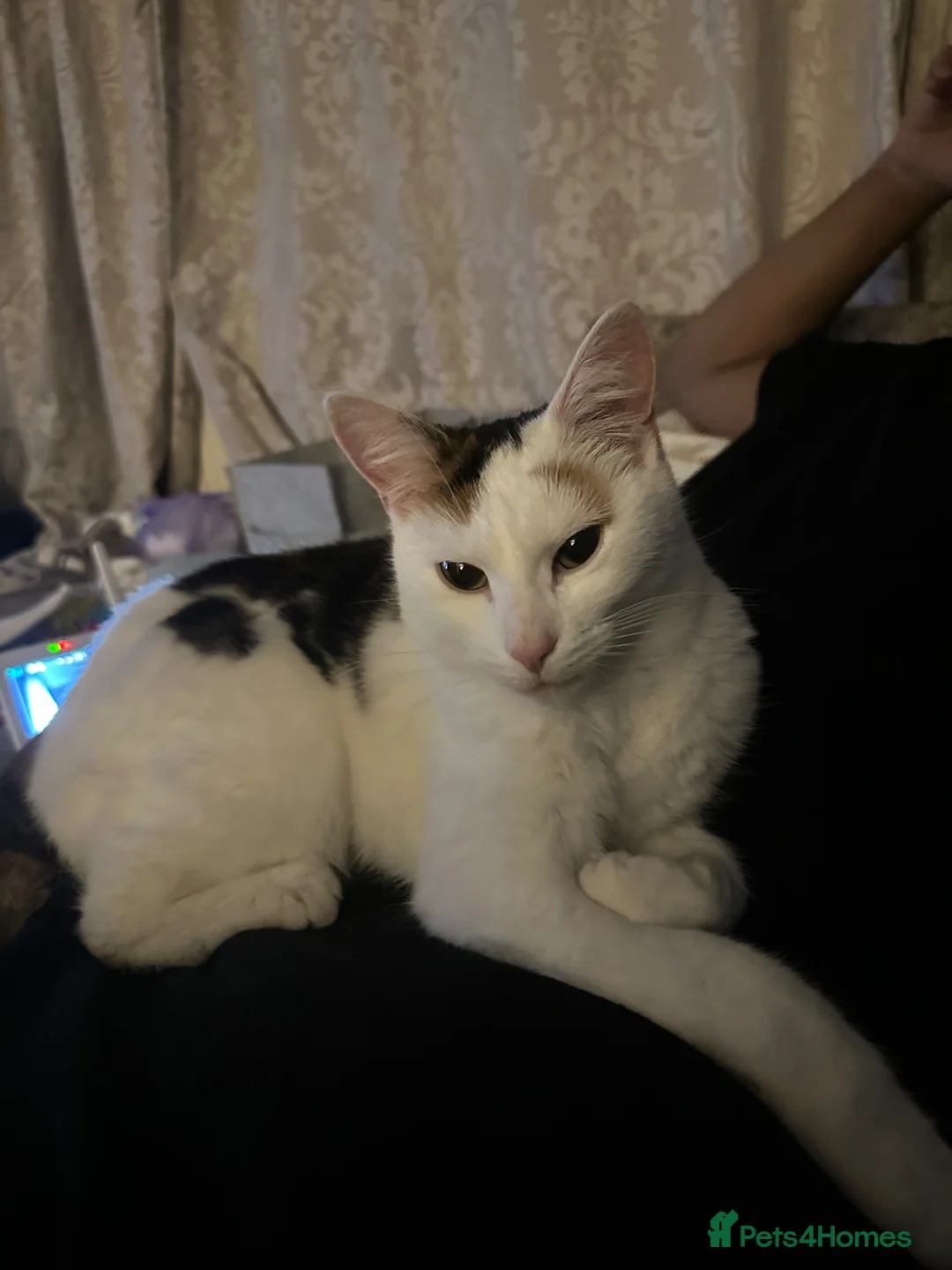 British Longhair cats for sale: Millie in Worcester - Advert 1