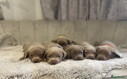 Labrador Retriever dogs for sale: Stunning silver Labradors puppy’s  - Advert 16