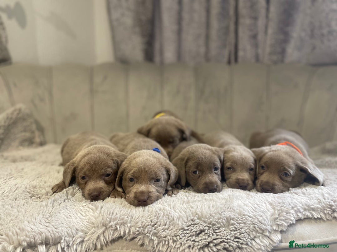 Labrador Retriever dogs for sale: Stunning silver Labradors puppy’s  - Advert 16