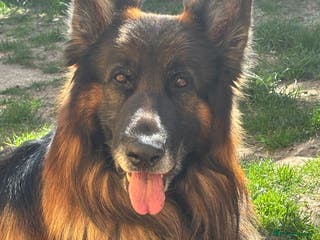 German Shepherd dogs German Shepherd - Advert 1