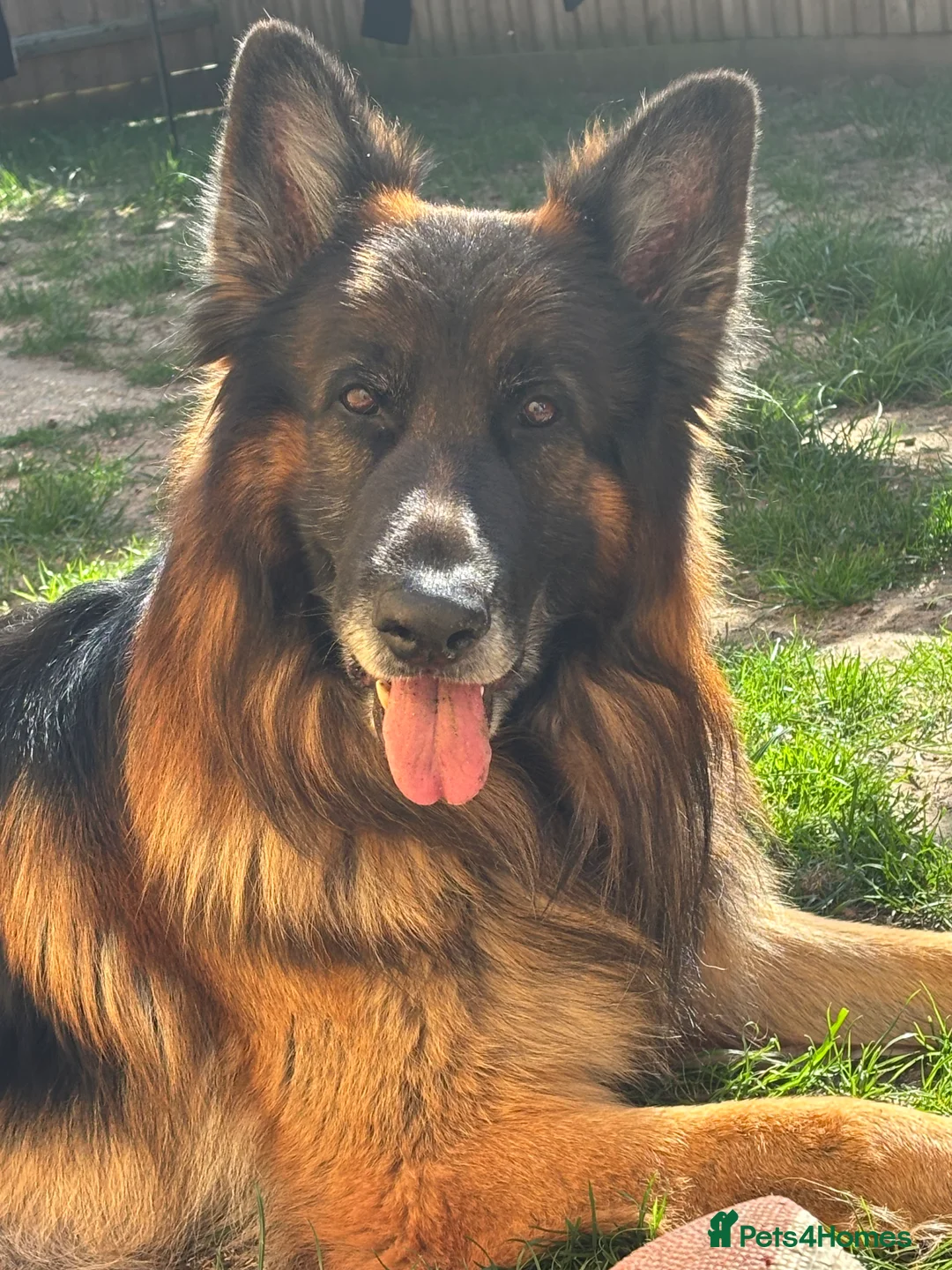 German Shepherd dogs for sale: German Shepherd - Advert 1