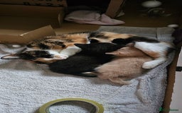 Mixed Breed cats for sale: Kittens for free - Image 6