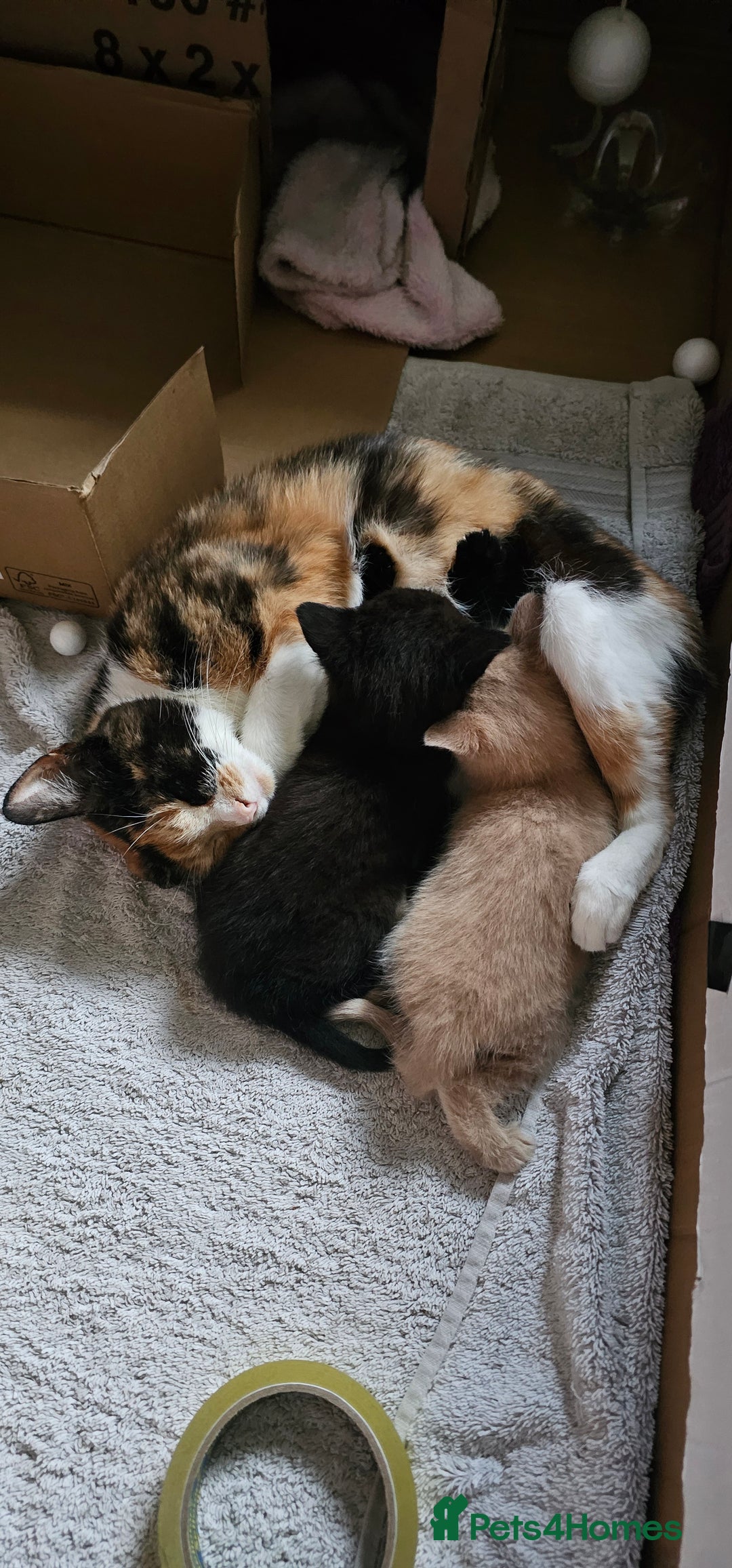 Mixed Breed cats for sale: Kittens for free - Image 6