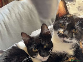 Mixed Breed cats - Advert 38