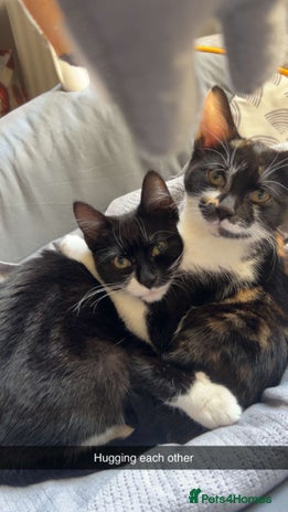 Mixed Breed cats - Advert 18