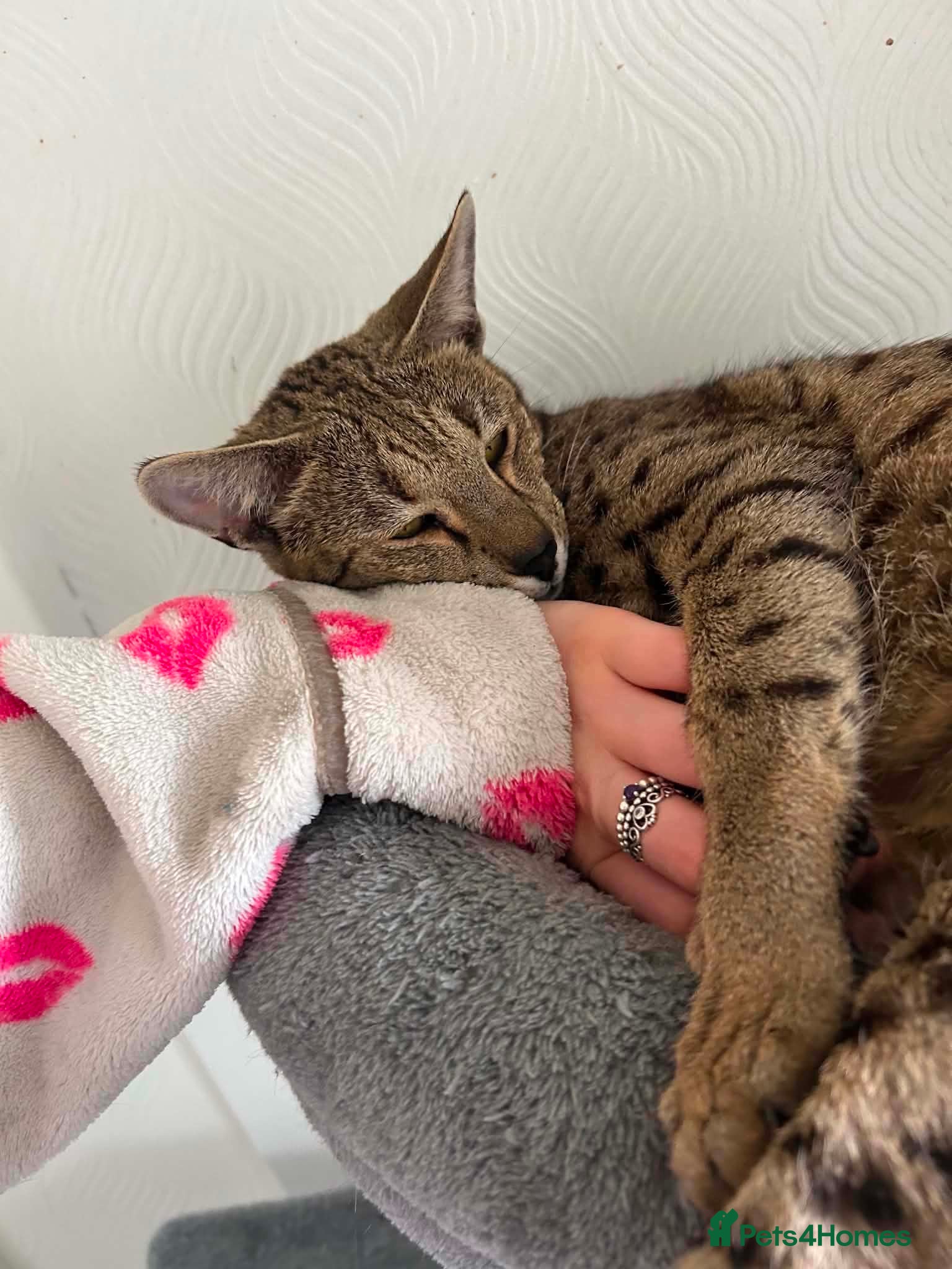 Savannah cats Friendly & Loving Cat  Looks Like a Mini Wild Cat - Advert 12