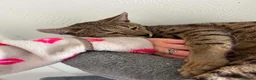 Savannah cats for sale: Friendly & Loving Cat  Looks Like a Mini Wild Cat in Jarrow - Advert 1