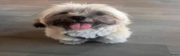 Malshi dogs for sale: Malshi - Advert 3