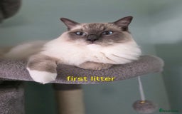 Ragdoll cats for sale: Gorgeous pure breed Ragdoll kittens  - Image 15