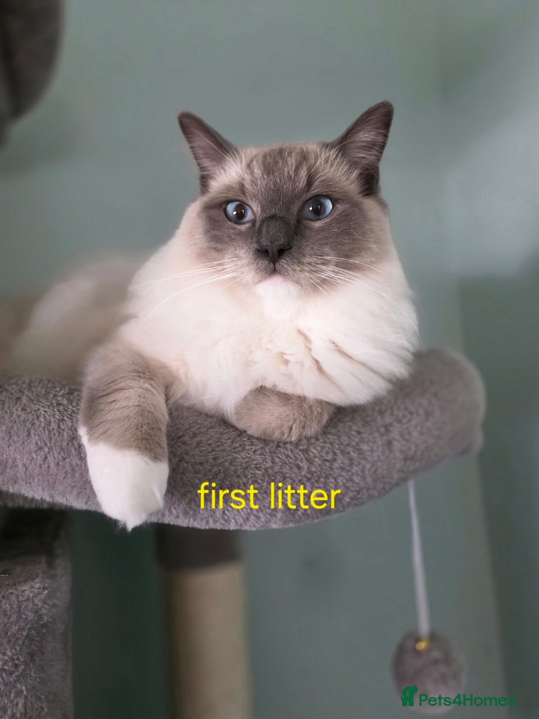 Ragdoll cats for sale: Gorgeous pure breed Ragdoll kittens  - Image 15