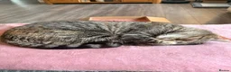 Domestic Shorthair cats for sale: 2 Gorgeous Girls for Re-homing - Advert 12
