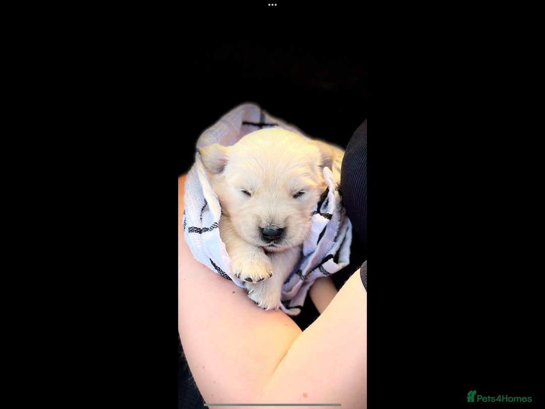 Golden Retriever dogs for sale: KC reg fox Red golden retrievers  - Image 21