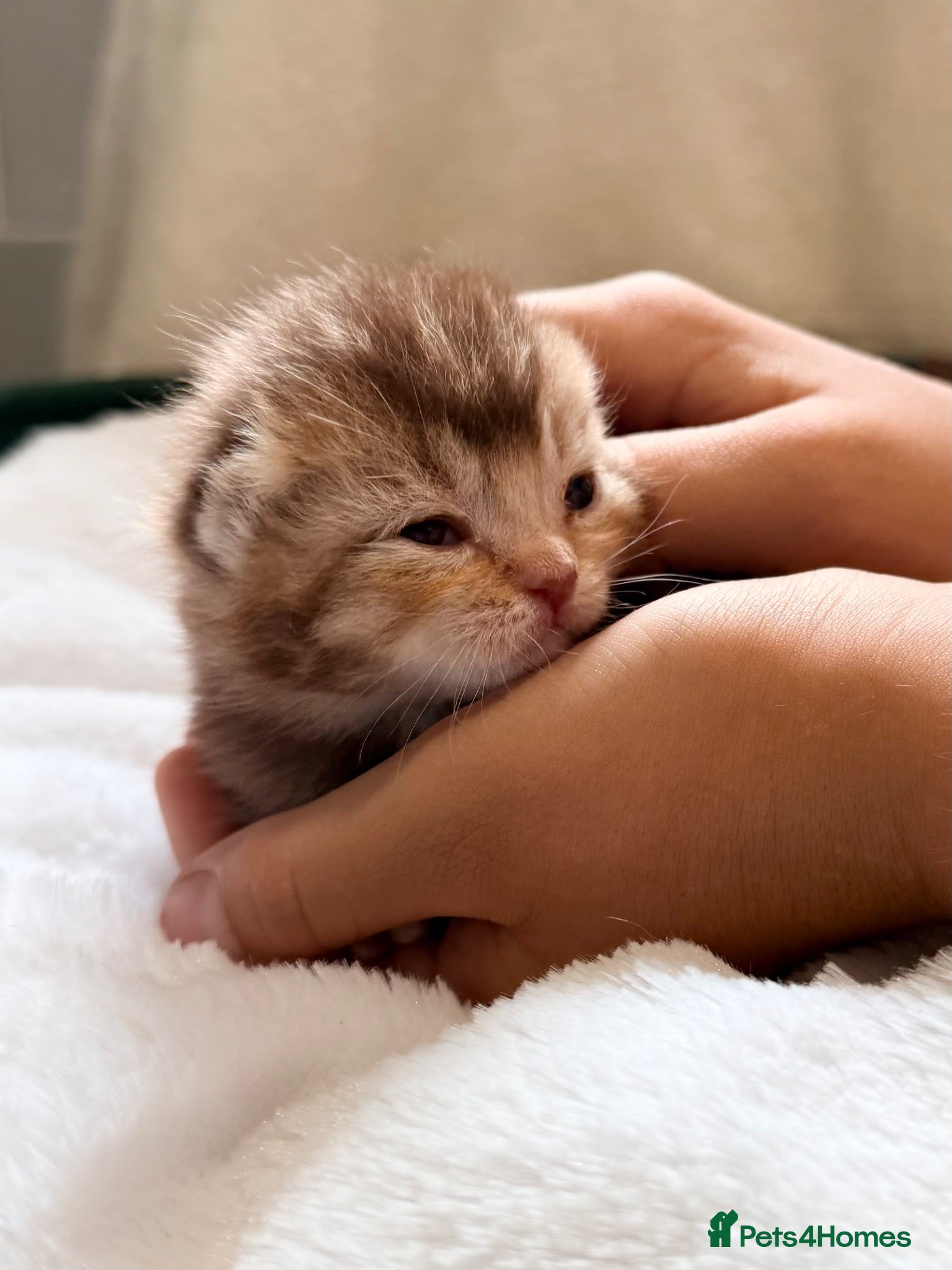 British Shorthair cats TICA reg kittens  - Advert 1