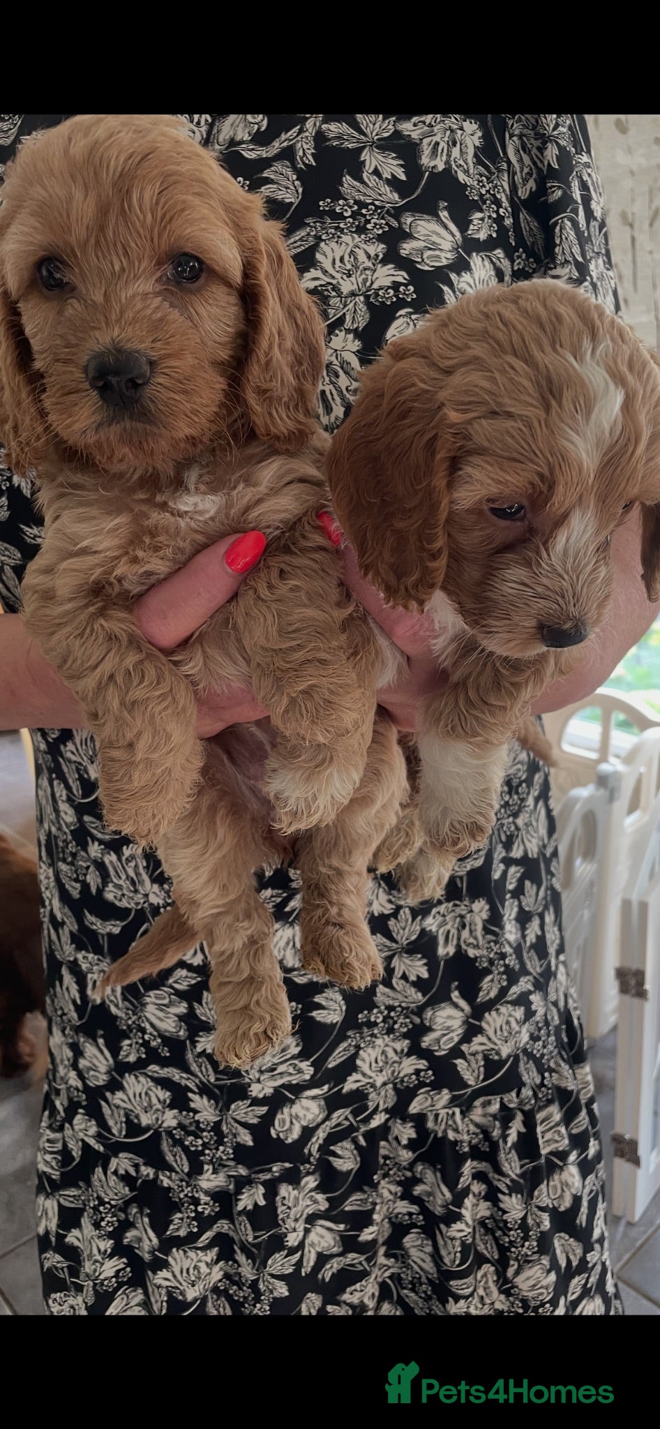 Cockapoo dogs F1 beautiful litter both parents DNA tested clear - Advert 1