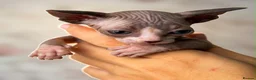 Sphynx cats for sale: Canadian sphynx kittens  - Advert 27