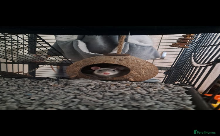 Rat rodents - Advert 6