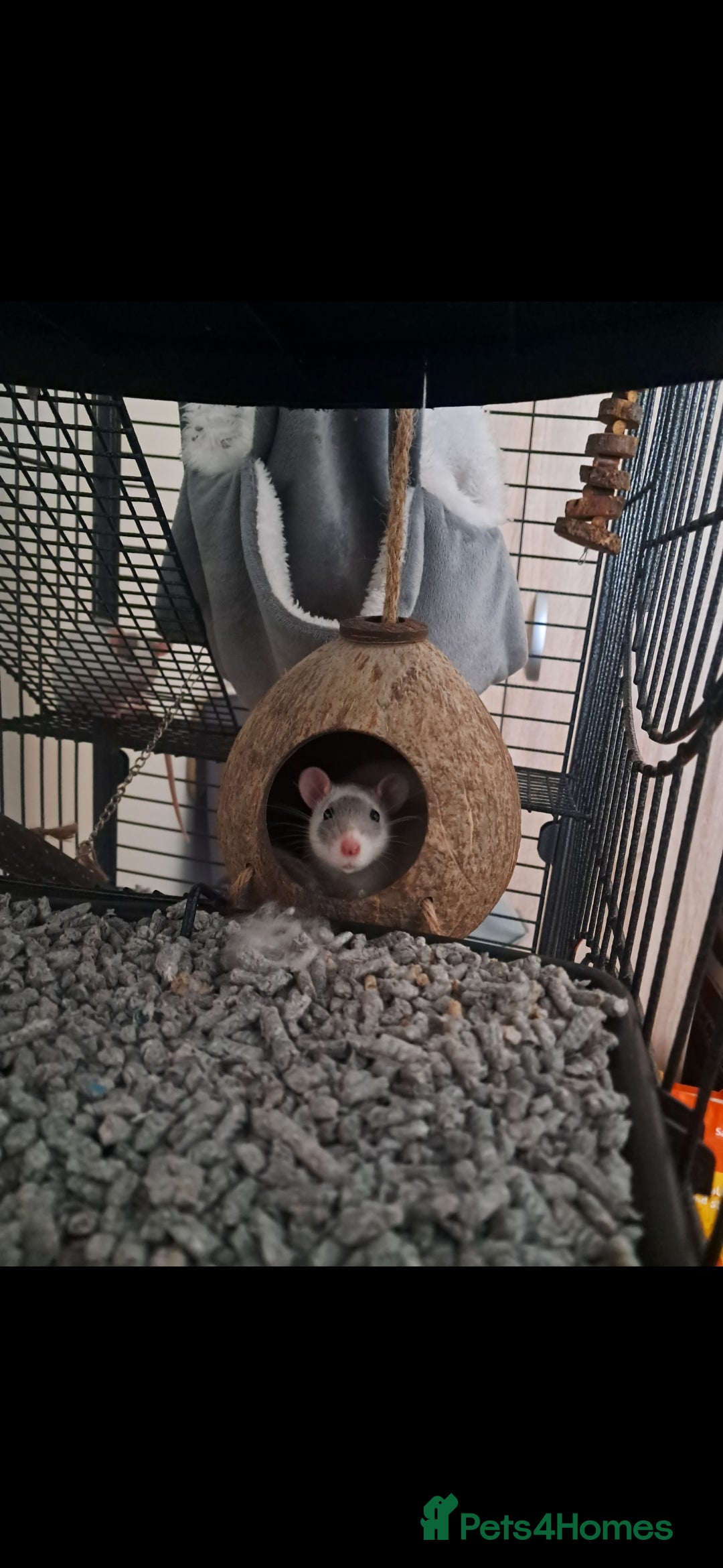 Rat rodents for sale: 2 female rats - Image 1