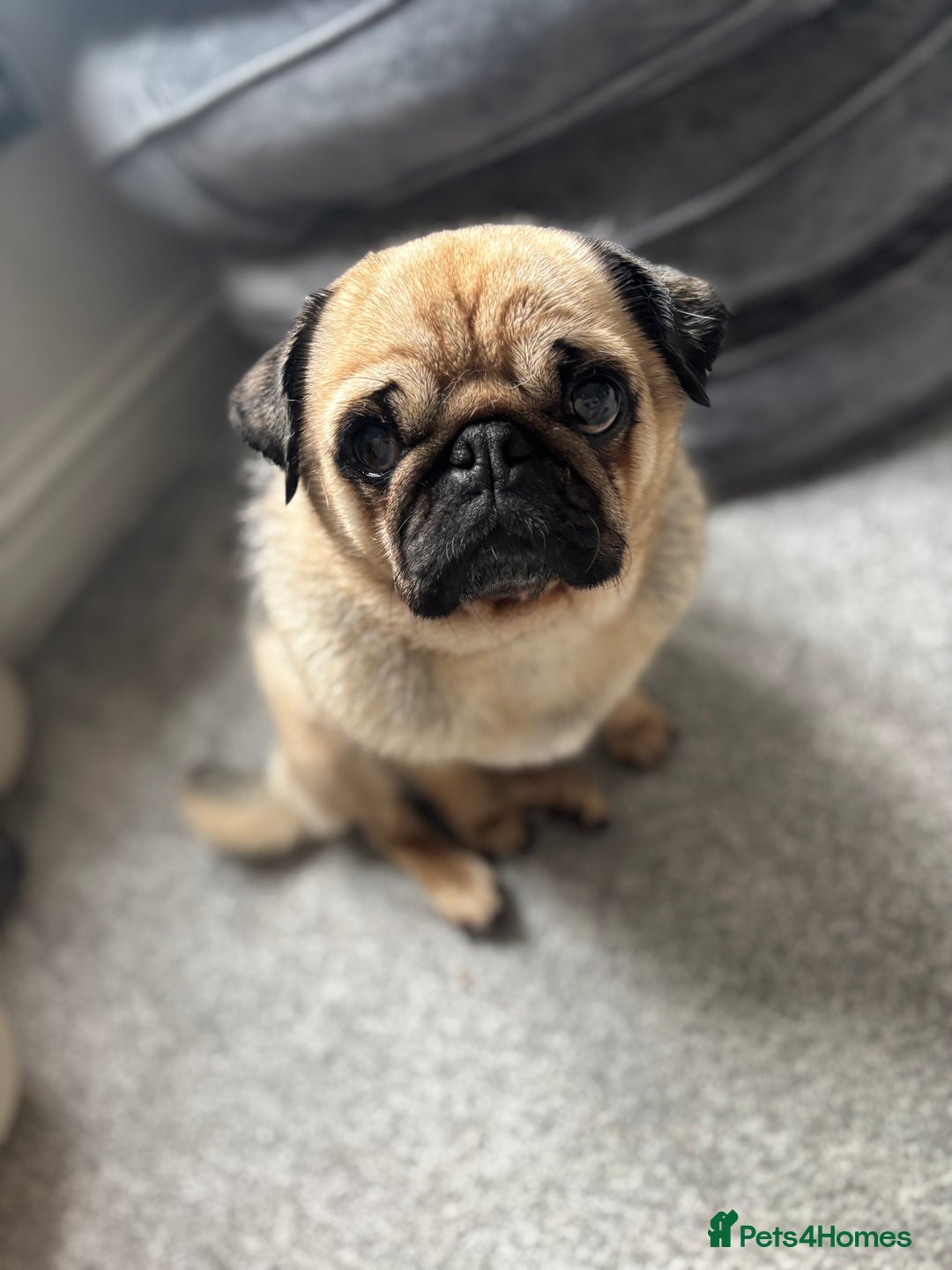 Pug dogs for sale: Franky boy - Image 3