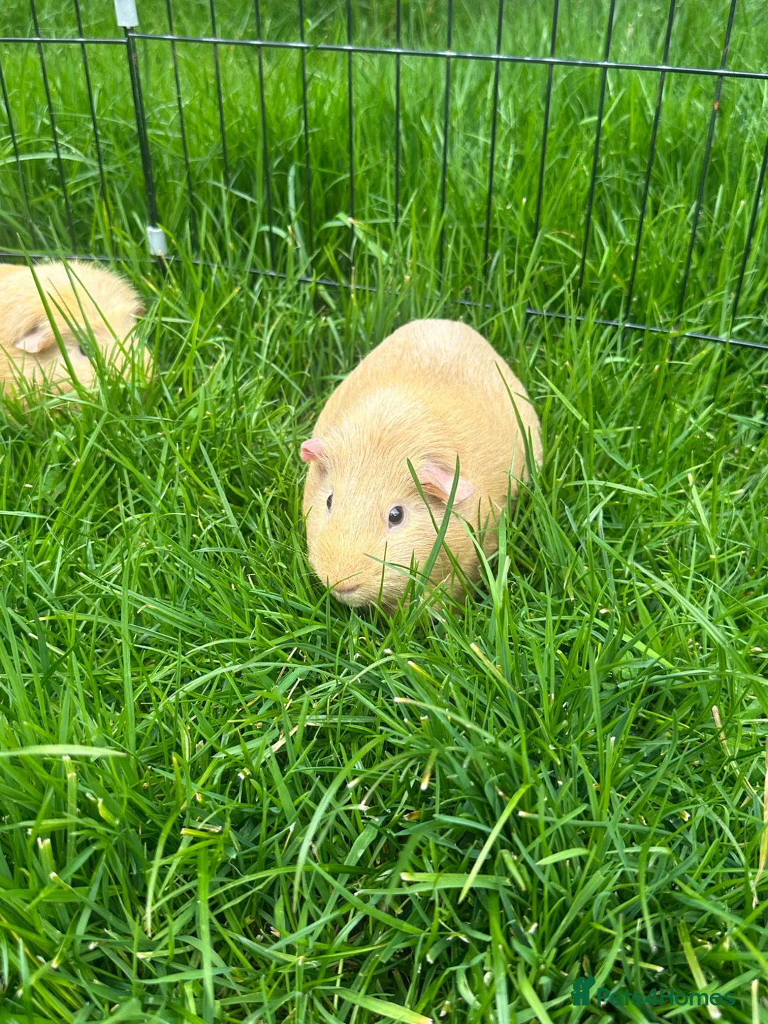 Guinea Pig rodents for sale: X3 Guinea Pig Sows for sale - Advert 4