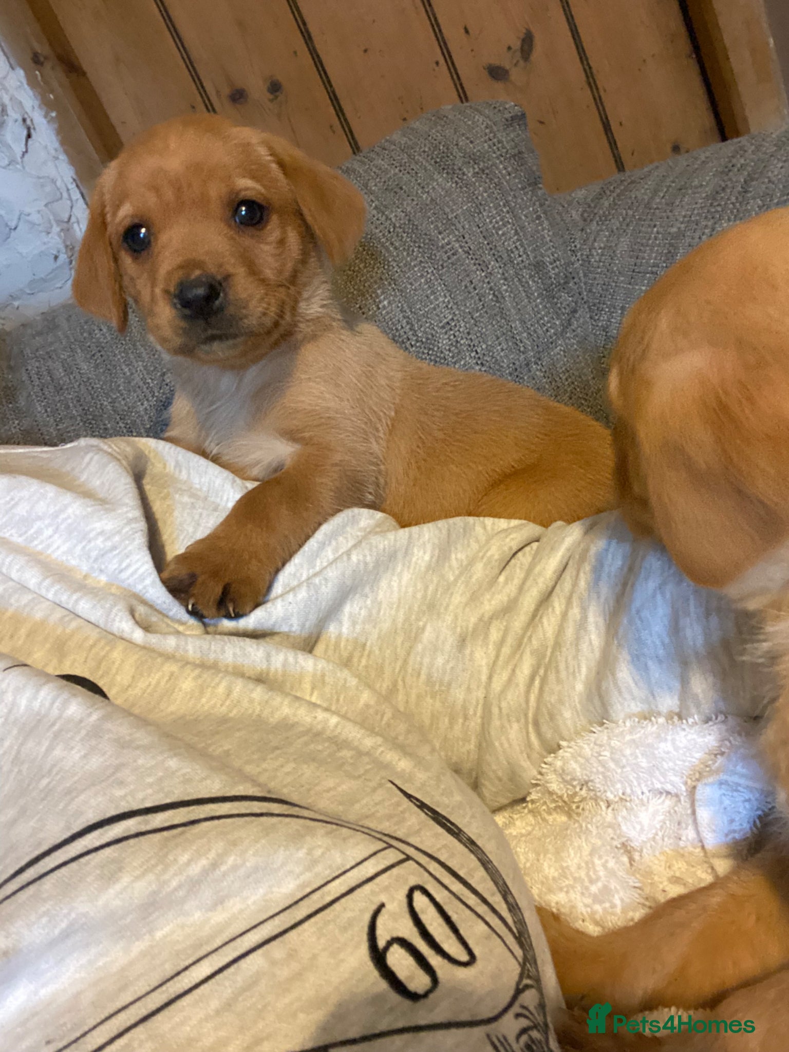 Labrador Retriever dogs ✨ Exceptional Golden Labrador Retriever Puppies - Advert 1