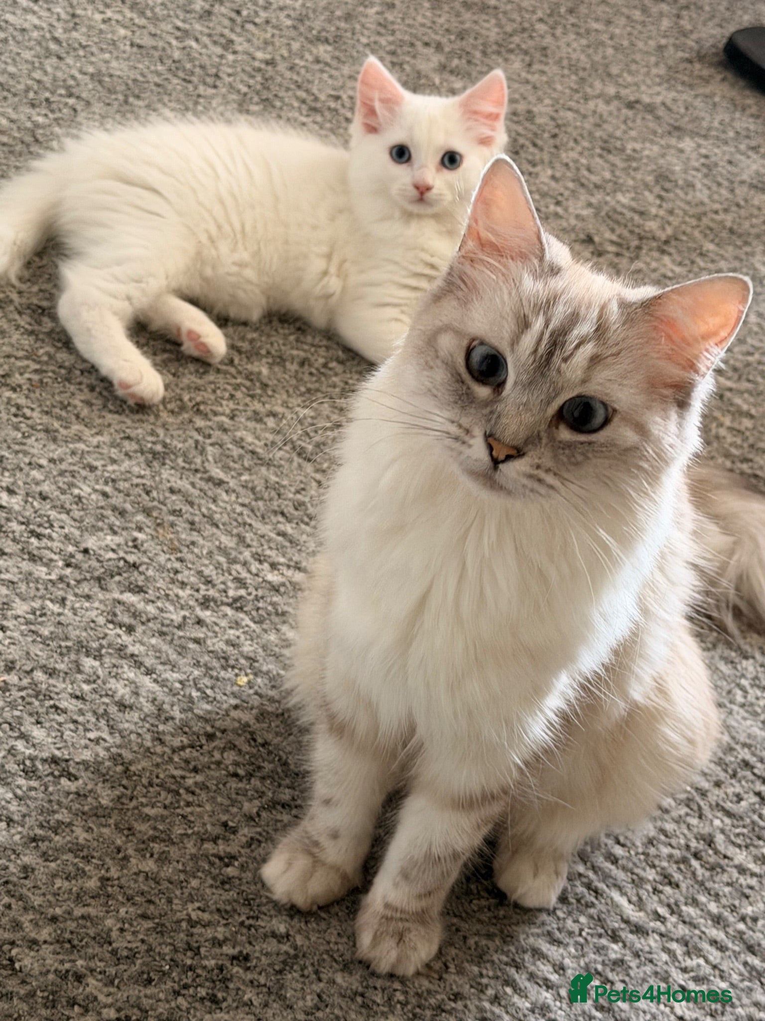 Mixed Breed cats Ragdoll X Turkish angora kittens for SALE !!! - Advert 6