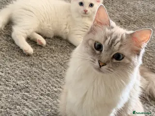 Mixed Breed cats Ragdoll X Turkish angora kittens for SALE !!! - Advert 6