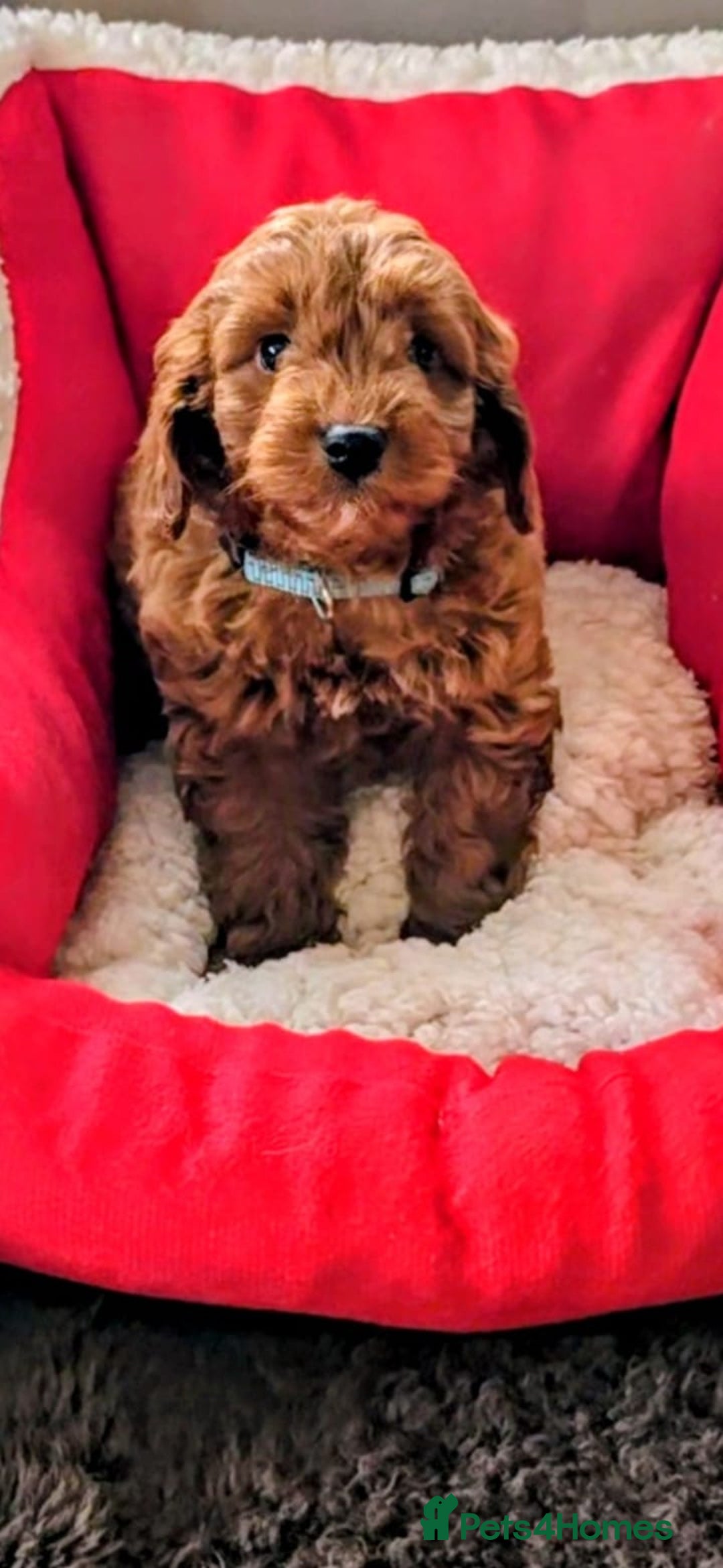 Cockapoo dogs for sale: GENUINE F1B COCKAPOO PUPPIES  - Advert 6