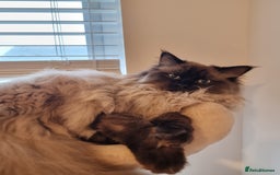 Ragdoll cats for sale: Male Ragdoll - Image 3