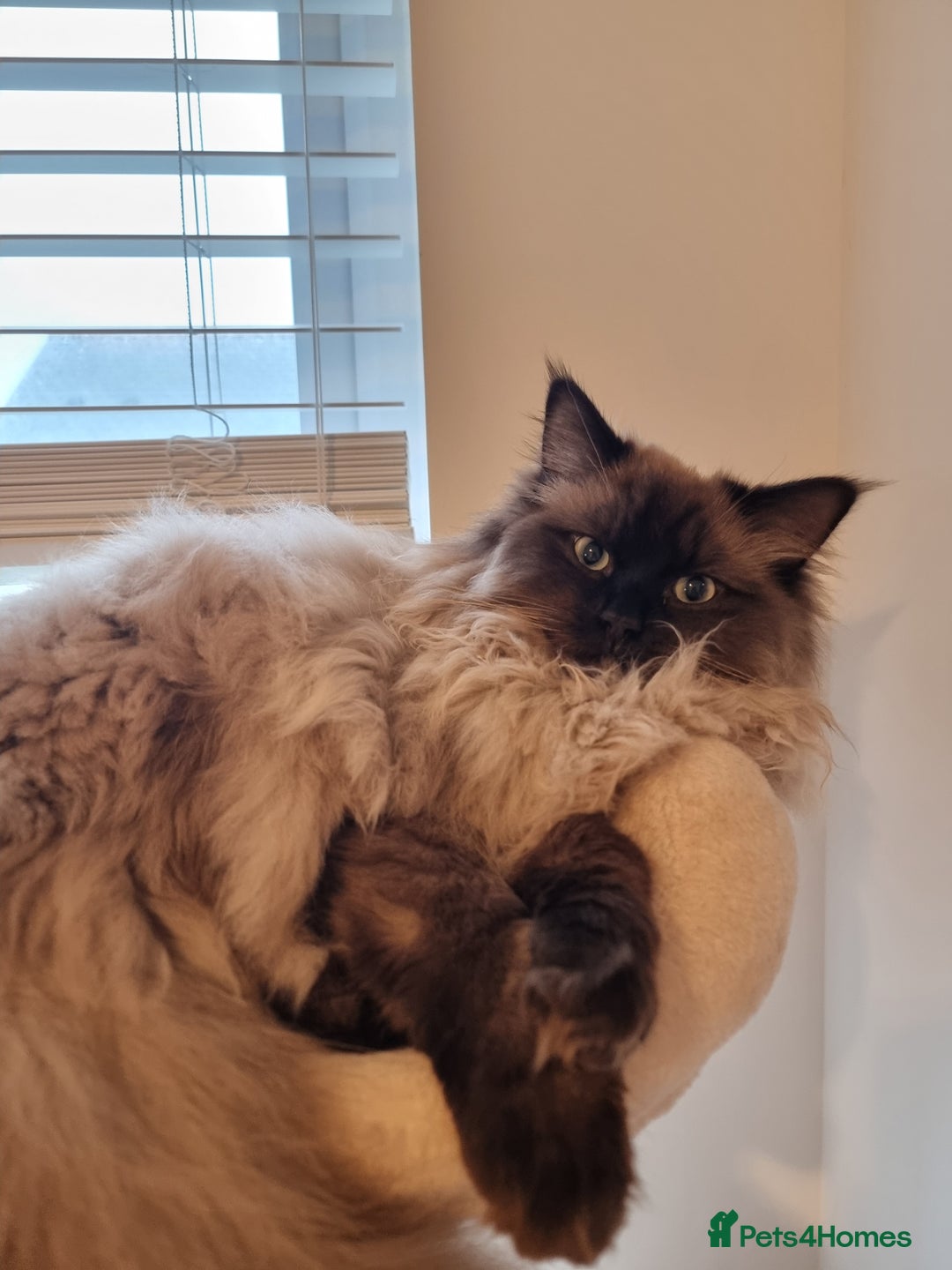 Ragdoll cats for sale: Male Ragdoll - Image 3
